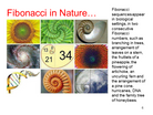 Fibonacci Tuners - Set of 8 - Gateway to Alternate Consciousness - SomaEnergetics Sound Tools & Training