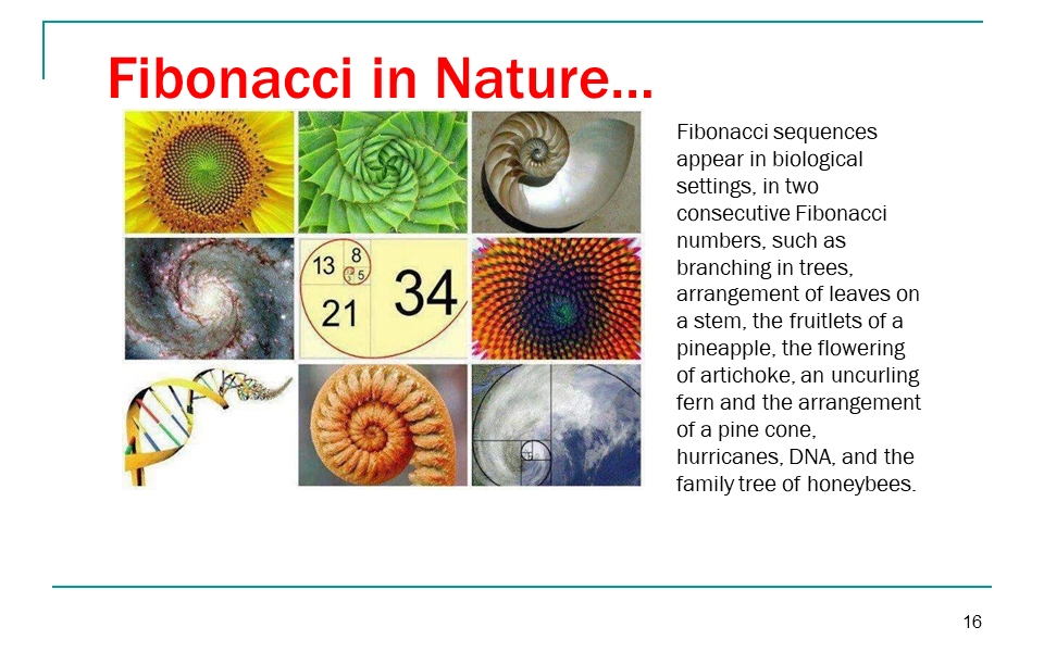 Fibonacci in nature slide