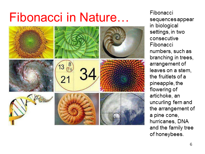 Fibonacci Tuners - Set of 8 - Gateway to Alternate Consciousness - SomaEnergetics Sound Tools &amp; Training